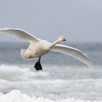 Singschwan (Cygnus cygnus)