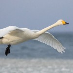 Singschwan (Cygnus cygnus)