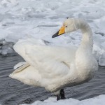 Singschwan (Cygnus cygnus)