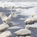 Singschwäne (Cygnus cygnus)