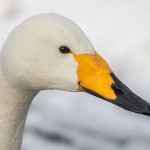 Singschwan (Cygnus cygnus)