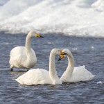 Singschwäne (Cygnus cygnus)