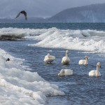 Singschwäne (Cygnus cygnus)