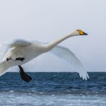 Singschwan (Cygnus cygnus)