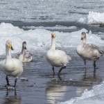 Singschwäne (Cygnus cygnus)