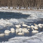 Singschwäne (Cygnus cygnus)