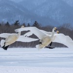 Singschwäne (Cygnus cygnus)