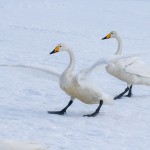 Singschwäne (Cygnus cygnus)