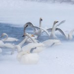 Singschwäne (Cygnus cygnus)