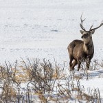 Sikahirsch (Cervus nippon)