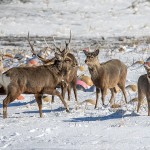 Sikahirsch (Cervus nippon)