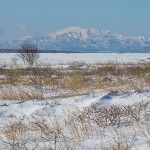Strauchtundra bei Rausu, Shiretoko Halbinsel, Hokkaido/Japan