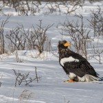 Rieseseeadler (Haliaeetus pelagicus)