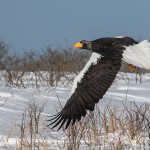 Riesenseeadler (Haliaeetus pelagicus)