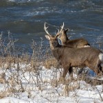 Sikahirsch (Cervus nippon)