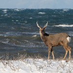 Sikahirsch (Cervus nippon)