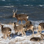 Sikahirsch (Cervus nippon)