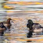 Bergente (Aythya marila)  Vorjähriges Männchen, das ins Prachtkleid mausert
