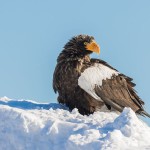 Riesenseeadler (Haliaeetus pelagicus)