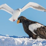 Riesenseeadler (Haliaeetus pelagicus)