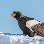 Riesenseeadler (Haliaeetus pelagicus)