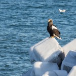 Riesenseeadler (Haliaeetus pelagicus)