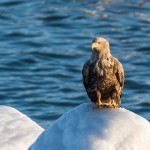 Seeadler (Haliaeetus albicilla)
