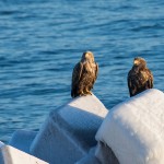 Seeadler (Haliaeetus albicilla)