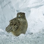 Riesenfischuhu (Bubo blakistoni)