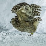 Riesenfischuhu (Bubo blakistoni)