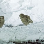 Riesenfischuhu (Bubo blakistoni)