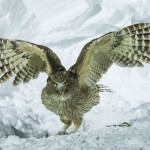 Riesenfischuhu (Bubo blakistoni)