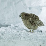 Riesenfischuhu (Bubo blakistoni)