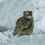 Riesenfischuhu (Bubo blakistoni)