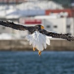 Riesenseeadler (Haliaeetus pelagicus)