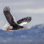 Riesenseeadler (Haliaeetus pelagicus)