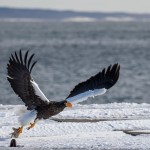 Riesenseeadler (Haliaeetus pelagicus)