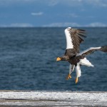 Riesenseeadler (Haliaeetus pelagicus)