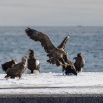 Riesenseeadler (Haliaeetus pelagicus) und Seeadler (Haliaeetus albicilla)