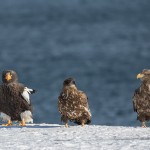Riesenseeadler (Haliaeetus pelagicus) und Seeadler (Haliaeetus albicilla)