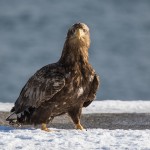 Seeadler (Haliaeetus albicilla)