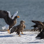 Riesenseeadler (Haliaeetus pelagicus) und Seeadler (Haliaeetus albicilla)