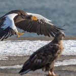 Riesenseeadler (Haliaeetus pelagicus) und Seeadler (Haliaeetus albicilla)