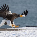 Riesenseeadler (Haliaeetus pelagicus)