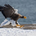 Riesenseeadler (Haliaeetus pelagicus)