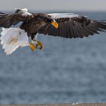 Riesenseeadler (Haliaeetus pelagicus)