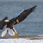 Riesenseeadler (Haliaeetus pelagicus)