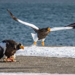 Riesenseeadler (Haliaeetus pelagicus)