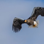 Riesenseeadler (Haliaeetus pelagicus)