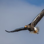 Riesenseeadler (Haliaeetus pelagicus)